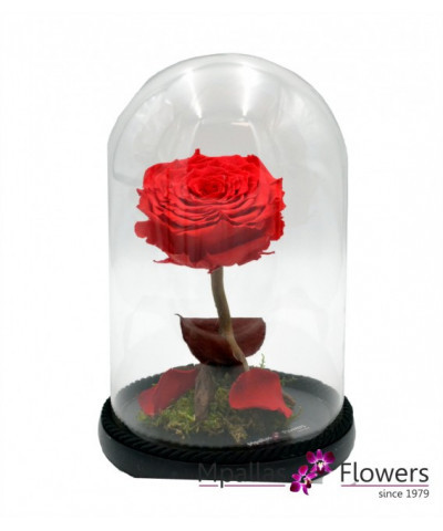 Forever Red Rose (L)