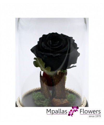 Forever Black Rose (M)
