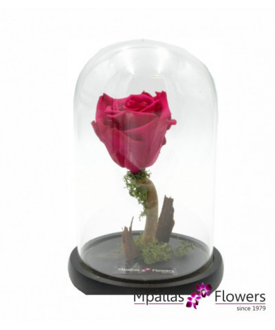Forever Fuchsia Rose (M)