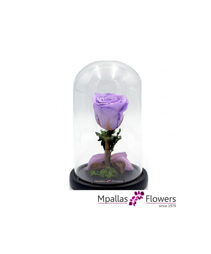 Forever Lilac Rose (M)