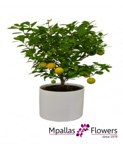 Πορτοκαλιά Calamondin