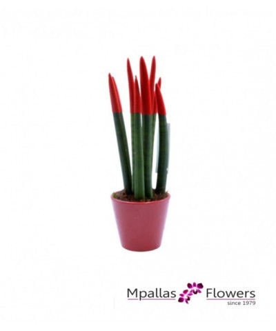 Sanseveria Red