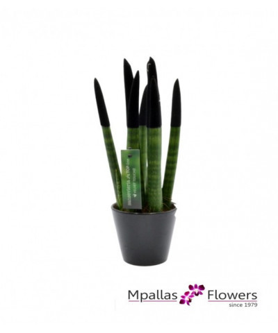Sanseveria Black