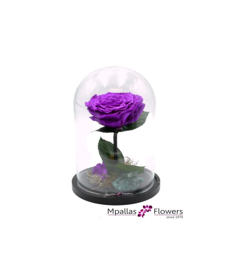 Forever Purple Rose (L)