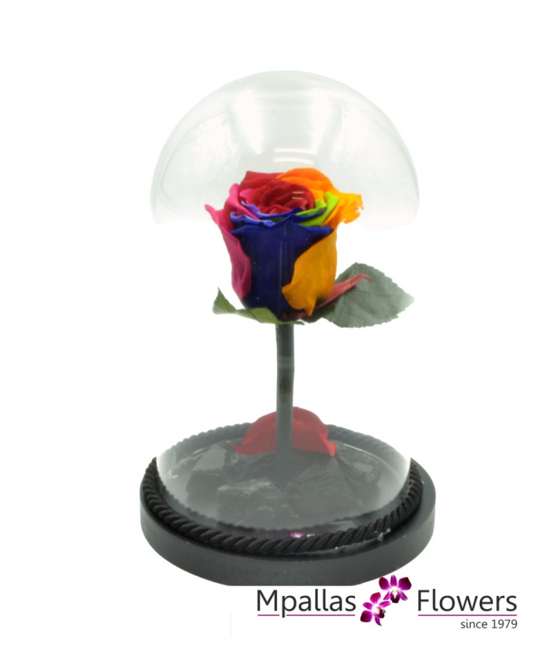 4ever Rainbow Rose (M)