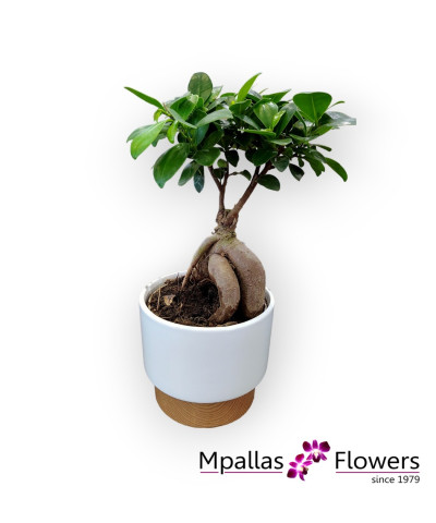 Bonsai Φίκος