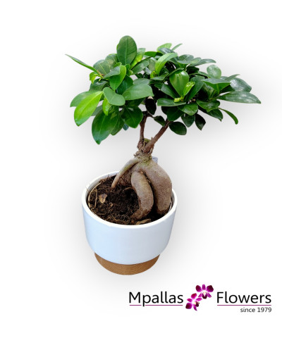Bonsai Φίκος