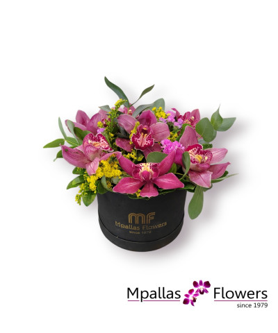 Orchid Elegance